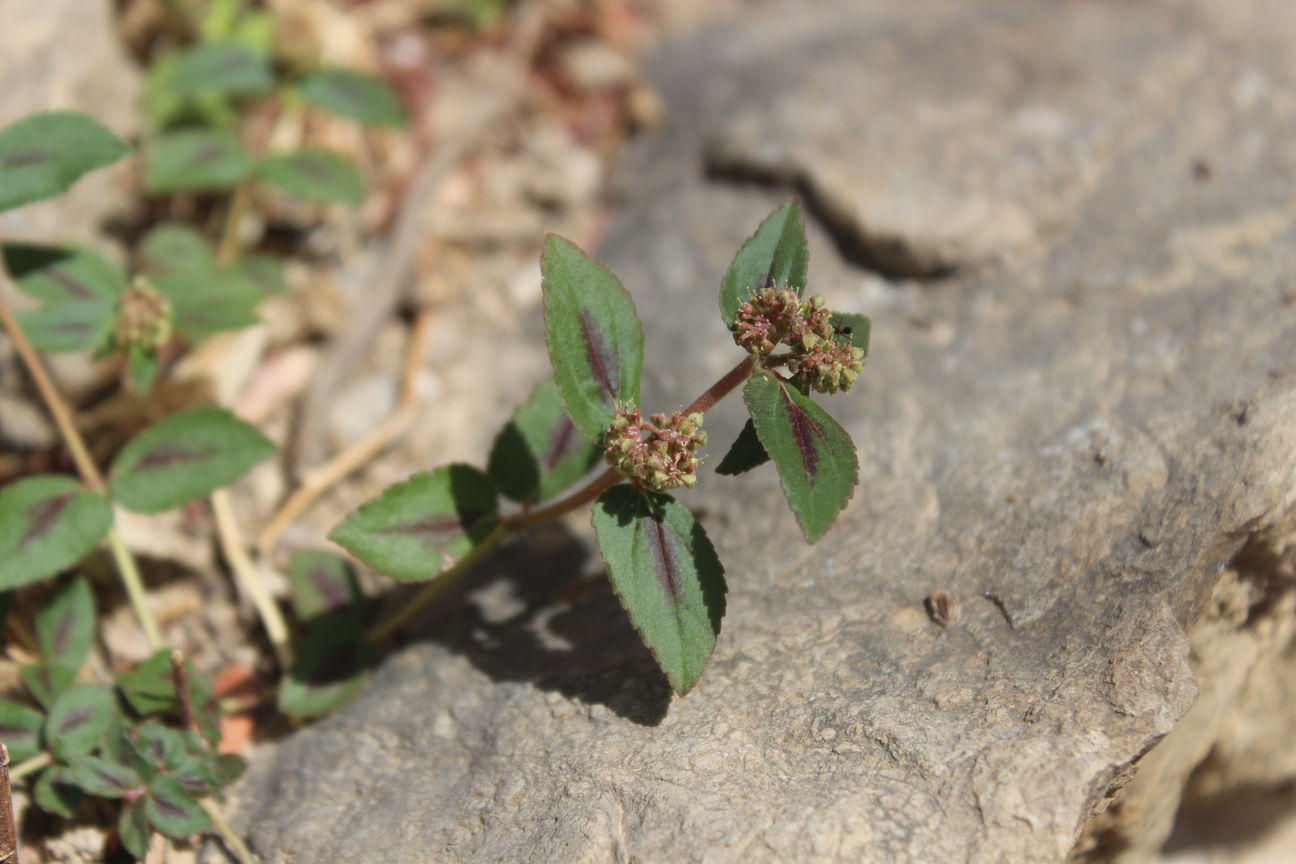 Plant Image